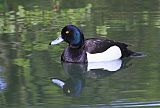 Tufted Duckborder=